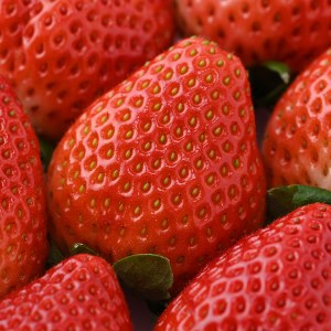 ＜先行予約＞ 鬼怒川の恵みをたっぷり受けた 栃木県上三川（かみのかわ）町産 とちあいか【2パック】 いちご イチゴ 苺 とちあいか ※2026年1月中旬～3月下旬頃に順次発送予定 ※離島への配送不可