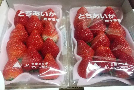 ＜先行予約＞ 鬼怒川の恵みをたっぷり受けた 栃木県上三川（かみのかわ）町産 とちあいか【2パック】 いちご イチゴ 苺 とちあいか ※2026年1月中旬～3月下旬頃に順次発送予定 ※離島への配送不可