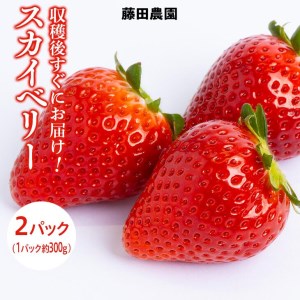 <先行予約> 鬼怒川の恵みをたっぷり受けた 栃木県上三川(かみのかわ)町産 スカイベリー【2パック】 いちご イチゴ 苺 スカイベリー