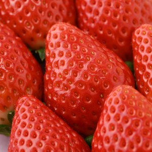 <先行予約> 鬼怒川の恵みをたっぷり受けた 栃木県上三川(かみのかわ)町産 スカイベリー【2パック】 いちご イチゴ 苺 スカイベリー ※2026年1月中旬~3月中旬頃に順次発送予定 ※離島への配送不可