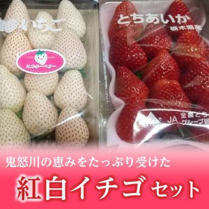 <先行予約>【とちあいか ミルキーベリー】鬼怒川の恵みをたっぷり受けた 栃木県上三川(かみのかわ)町産 紅白イチゴセット【紅白各1パック】いちご イチゴ 苺 白いちご 紅白いちご