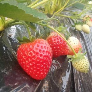 <先行予約>【とちあいか ミルキーベリー】鬼怒川の恵みをたっぷり受けた 栃木県上三川(かみのかわ)町産 紅白イチゴセット【紅白各1パック】いちご イチゴ 苺 白いちご 紅白いちご ※2026年1月中旬~3月中旬頃に順次発送予定 ※離島への配送不可