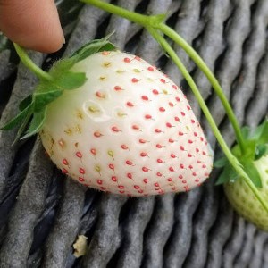 <先行予約>【とちあいか ミルキーベリー】鬼怒川の恵みをたっぷり受けた 栃木県上三川(かみのかわ)町産 紅白イチゴセット【紅白各1パック】いちご イチゴ 苺 白いちご 紅白いちご ※2026年1月中旬~3月中旬頃に順次発送予定 ※離島への配送不可