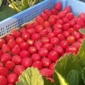 <先行予約>【とちあいか ミルキーベリー】鬼怒川の恵みをたっぷり受けた 栃木県上三川(かみのかわ)町産 紅白イチゴセット【紅白各1パック】いちご イチゴ 苺 白いちご 紅白いちご ※2026年1月中旬~3月中旬頃に順次発送予定 ※離島への配送不可