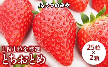 【産地直送】JAうつのみやとちおとめ化粧箱(25粒×2箱) ※2023年3月上旬頃より順次発送予定