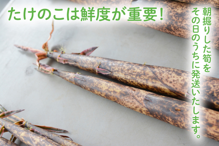 AA038-1　【５月中旬発送開始】朝採りたけのこ　真竹　約　3kg