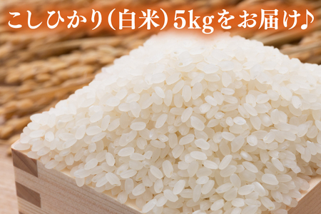 ＼新米 先行予約 11月より順次発送予定／★令和7年産★ 米 5kg 白米 精米 「コシヒカリ」山崎観光農園 栃木県 益子町 ふるさと納税 お米 こしひかり 白米 精米 5キロ 高評価 令和7年 先行予約 (AU014-11)