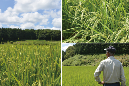 ＼新米 先行予約 11月より順次発送予定／★令和7年産★ 米 5kg 白米 精米 「コシヒカリ」山崎観光農園 栃木県 益子町 ふるさと納税 お米 こしひかり 白米 精米 5キロ 高評価 令和7年 先行予約 (AU014-11)