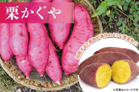 山﨑観光農園の栗かぐや 約6kg|栃木県 益子町 ふるさと納税 里山 ほくほく さつまいも 栗かぐや 栗のような甘さ (AU016)