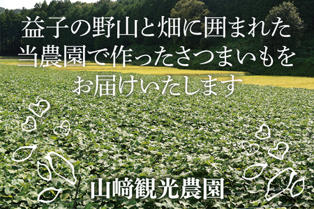 山﨑観光農園の栗かぐや 約6kg|栃木県 益子町 ふるさと納税 里山 ほくほく さつまいも 栗かぐや 栗のような甘さ (AU016)