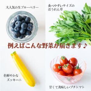 野菜 定期便 卵付き 旬の野菜セット 4人用 【12回】 益子町 AA036