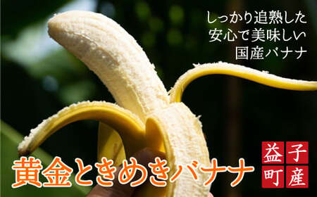 CA001　【先行予約】黄金ときめきバナナ　フルーツ　国産