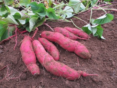 糖化熟成さつまいも(紅あずま)　約6kg｜栃木県 益子町 ふるさと納税 里山 熟成 さつまいも 紅あずま プレミアム 蜜芋（AU001-1）