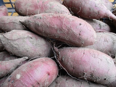 さつまいも 約6kg シルクスイート 益子町 AU001-3