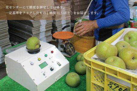 ★先行予約★ 2026年9月発送「新高」5kg 仁平果樹園 益子町 DB004