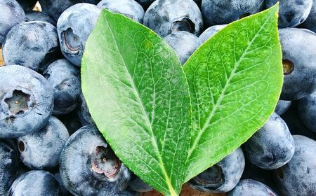 茂木町産 冷凍ブルーベリー 1kg | ブルーベリー 冷凍 栃木県 茂木町