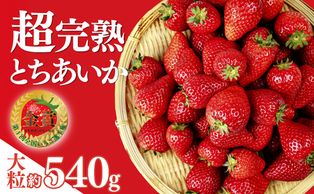 【いちご】1月発送 朝採れいちご とちあいか 大粒 計540g | イチゴ 栃木県 茂木町