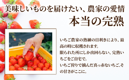 いちご【1月中旬以降発送】朝採れとちあいか レギュラーサイズ 約270g × 4パック 合計 1080g |イチゴ いちご