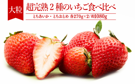 いちご【1月中旬以降発送】朝採れとちあいか＆とちおとめ 大粒 食べ比べセット 約270g×各2パック 合計 約1080g |イチゴ いちご