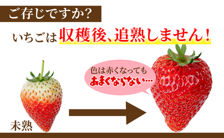 いちご【1月中旬以降発送】朝採れとちあいか＆とちおとめ 大粒 食べ比べセット 約270g×各2パック 合計 約1080g |イチゴ いちご