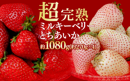 いちご【1月中旬以降発送】朝採れとちあいか＆ミルキーベリー 各270g×2パック 合計1080g |イチゴ いちご