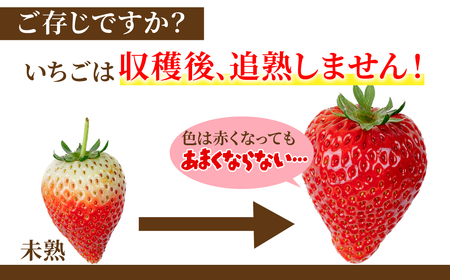 いちご【1月中旬以降発送】とちあいか ギフト 計900g | イチゴ 栃木県 茂木町