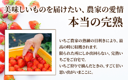 いちご【2月以降発送】ミルキーベリー ギフト900g | イチゴ 栃木県 茂木町