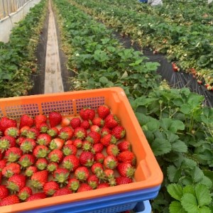 完熟とちおとめ　レギュラータイプ　4パック(1パックあたり9～15粒)【配送不可地域：離島・北海道・沖縄県・九州】【1261216】