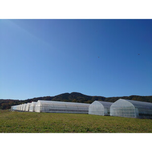 【美土里農園】朝採れ完熟とちあいかギフト2箱【配送不可地域：離島・北海道・沖縄県・九州】【1262147】