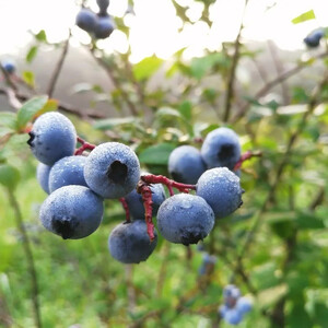 【先行予約】栃木県市貝町「おかえりの丘」フレッシュブルーベリー2kg ※離島への配送不可 ※2026年7月上旬頃より順次発送予定