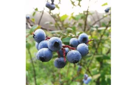 【先行予約】栃木県市貝町「おかえりの丘」フレッシュブルーベリー1kg ※離島への配送不可 ※2026年6月中旬頃より順次発送予定