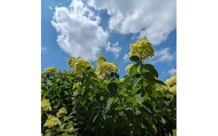 【先行予約】栃木県市貝町「おかえりの丘」フレッシュブルーベリー1kg ※離島への配送不可 ※2026年6月中旬頃より順次発送予定
