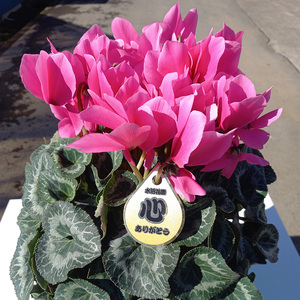 【先行予約】厳選シクラメン5号鉢×3セット 生産者厳選3色【花・シクラメン・鉢】※北海道への配送不可 ※2025年11月下旬～12月下旬頃に順次発送予定