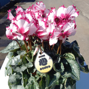 【先行予約】厳選シクラメン5号鉢×3セット 生産者厳選3色【花・シクラメン・鉢】※北海道への配送不可 ※2025年11月下旬～12月下旬頃に順次発送予定