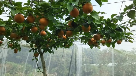 【先行予約】栃木県芳賀町産「にっこり梨」約5kg | 果物 フルーツ 梨 ※2026年10月上旬～10月下旬頃に順次発送予定 ※離島への配送不可