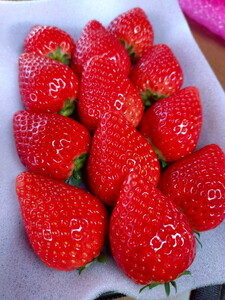 【ふるなびWEEK対象】【先行予約】有名パティスリー御用達!とちあいか290g(7~12粒)×2トレイ 栃木県芳賀町産 いちご | 果物 フルーツ いちご 苺 イチゴ とちあいか ブランド 期間限定 季節限定 旬 国産※2026年1月上旬~4月下旬頃に順次発送予定 FN-Limited-PR