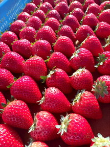 【ふるなびWEEK対象】【先行予約】有名パティスリー御用達!とちあいか290g(7~12粒)×2トレイ 栃木県芳賀町産 いちご | 果物 フルーツ いちご 苺 イチゴ とちあいか ブランド 期間限定 季節限定 旬 国産※2026年1月上旬~4月下旬頃に順次発送予定 FN-Limited-PR