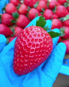 【ふるなびWEEK対象】【先行予約】有名パティスリー御用達!とちあいか290g(7~12粒)×2トレイ 栃木県芳賀町産 いちご | 果物 フルーツ いちご 苺 イチゴ とちあいか ブランド 期間限定 季節限定 旬 国産※2026年1月上旬~4月下旬頃に順次発送予定 FN-Limited-PR