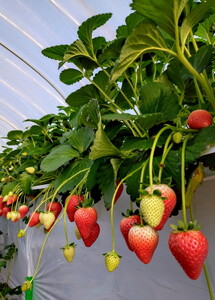 【ふるなびWEEK対象】【先行予約】有名パティスリー御用達!とちあいか290g(7~12粒)×2トレイ 栃木県芳賀町産 いちご | 果物 フルーツ いちご 苺 イチゴ とちあいか ブランド 期間限定 季節限定 旬 国産※2026年1月上旬~4月下旬頃に順次発送予定 FN-Limited-PR