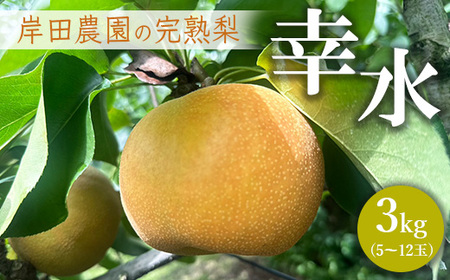 【先行予約】岸田農園の完熟梨 幸水【3kg,5-12玉入り】 | 梨 なし 果物 フルーツ 完熟 ジューシー 秋 旬 産地直送 期間限定 季節限定 季節商品 送料無料 国産 栃木県 芳賀町 ※2026年8月上旬～8月下旬頃に順次発送予定