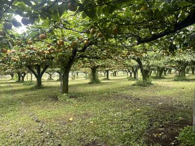 【先行予約】岸田農園の完熟梨 幸水【3kg,5-12玉入り】 | 梨 なし 果物 フルーツ 完熟 ジューシー 秋 旬 産地直送 期間限定 季節限定 季節商品 送料無料 国産 栃木県 芳賀町 ※2026年8月上旬～8月下旬頃に順次発送予定