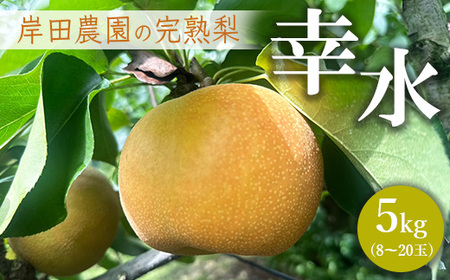 【先行予約】岸田農園の完熟梨 幸水【5kg,8-20玉入り】 | 梨 なし 果物 フルーツ 完熟 ジューシー 秋 旬 産地直送 期間限定 季節限定 季節商品 送料無料 国産 栃木県 芳賀町 ※2026年8月上旬～8月下旬頃に順次発送予定 6,390円