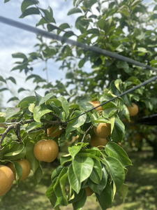 【先行予約】岸田農園の完熟梨 豊水【3kg,5-12玉入り】 | 梨 なし 果物 フルーツ 完熟 ジューシー 秋 旬 産地直送 期間限定 季節限定 季節商品 送料無料 国産 栃木県 芳賀町 ※2026年9月上旬～9月中旬頃に順次発送予定