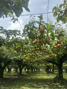 【先行予約】岸田農園の完熟梨 豊水【3kg,5-12玉入り】 | 梨 なし 果物 フルーツ 完熟 ジューシー 秋 旬 産地直送 期間限定 季節限定 季節商品 送料無料 国産 栃木県 芳賀町 ※2026年9月上旬～9月中旬頃に順次発送予定