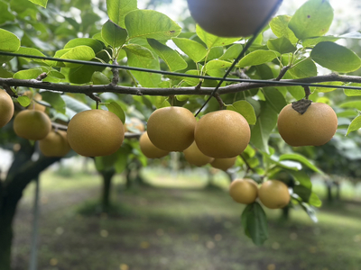 先行予約】岸田農園の完熟梨 あきづき【3kg,5-12玉入り】 | 梨 なし