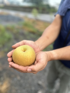 先行予約】岸田農園の完熟梨 あきづき【3kg,5-12玉入り】 | 梨 なし