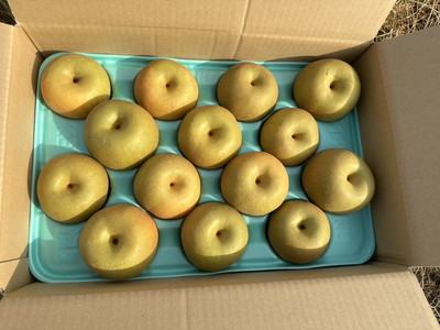 【先行予約】岸田農園の完熟梨 あきづき【5kg,8-20玉入り】 | 梨 なし 秋月 果物 フルーツ 完熟 ジューシー 秋 旬 産地直送 期間限定 季節限定 季節商品 送料無料 国産 栃木県 芳賀町 ※2026年9月中旬～9月下旬頃に順次発送予定