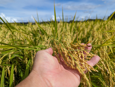芳賀町産ゆうだい21(玄米)パックごはん(150g×20パック)|米 お米 ごはん ご飯 玄米 ブランド パックライス 防災 栃木県