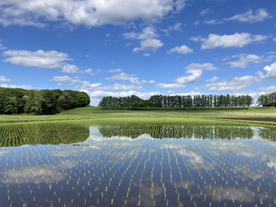 芳賀町産ゆうだい21（白米＆玄米）パックごはん（150g×20パック）白米10パック＋玄米10パック｜米 お米 ごはん ご飯 白米 白飯 精米 玄米 ブランド パックライス 防災 栃木県