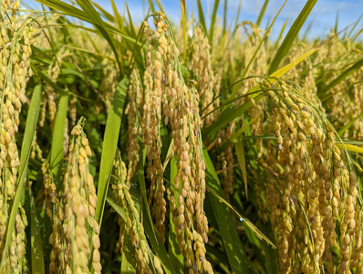 芳賀町産ゆうだい21（白米＆玄米）パックごはん（150g×20パック）白米10パック＋玄米10パック｜米 お米 ごはん ご飯 白米 白飯 精米 玄米 ブランド パックライス 防災 栃木県